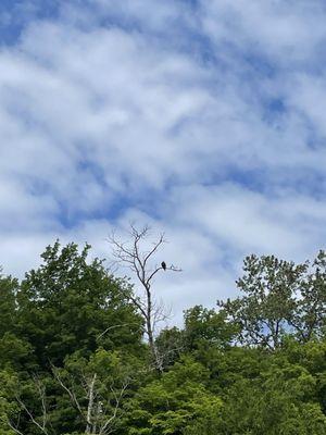 Bald eagle spotted on grand island