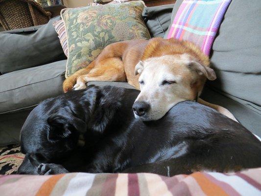 Daph and her "sister" LucyLu (who went to Dr. Budd until she crossed The Rainbow Bridge at 17+ years old)