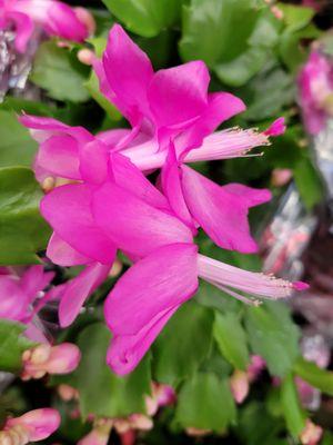 Thanksgiving cactus for sale