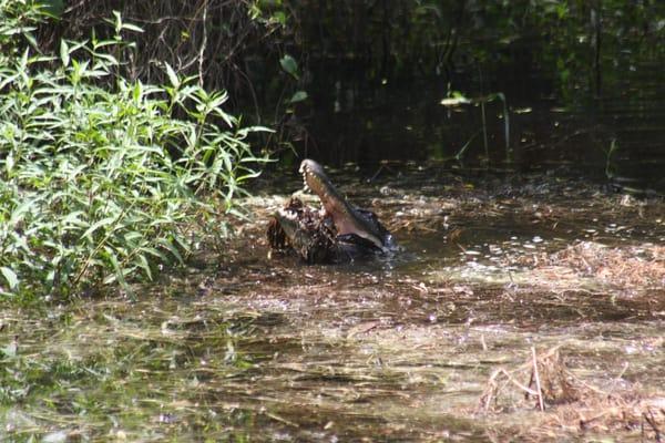 Everglades Day Safari