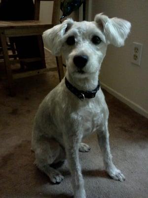 Clooney after his haircut from I-Stay U-Go. Lookin' handsome!