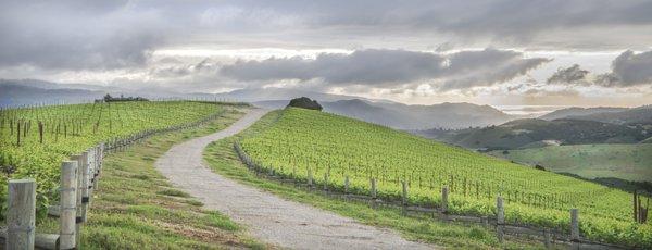 Our Albatross Ridge Estate Vineyard, overlooking the Carmel Coast 6 miles in the distance.