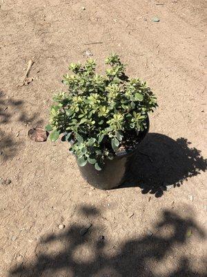 5gal Pittosporum Crassifolium Nana