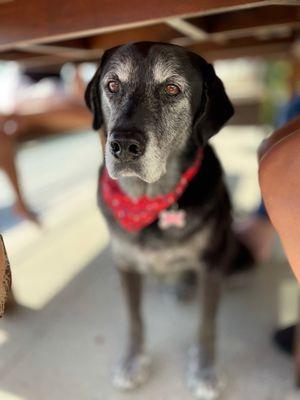 Charlie (13yo- groomed at Dee Dee's since he was 3)