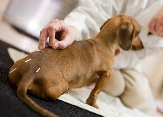 Acupuncture with dry needles.