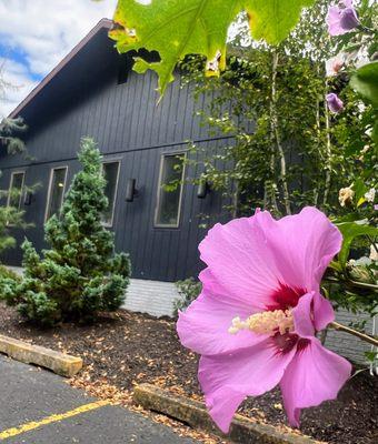 A Rose of Sharon bush blooming at our Law Office in Archbald, PA. (Personal Injury, Wills, Estates, and Probate, Real Estate Law, Criminal)