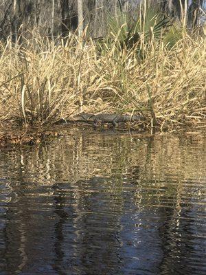 Alligator soaking up the sun!