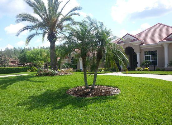 We keep your lawn, shrubs, palm trees and landscape healthy, green and pest-free!