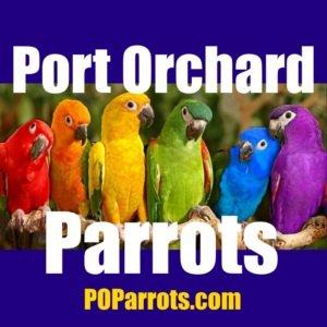 Port Orchard Parrots