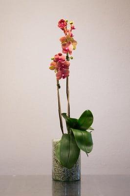 Every florist and grocery store has an orchid for sale. We present ours like no one else does. Unique orchid varieties on our website.