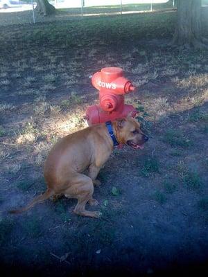 Was really trying to get a pic of our boy peeing on the Cows hydrant.