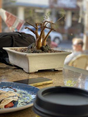 Bonsai adorns this countertop.