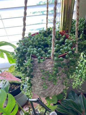 Variegated String of Pearls