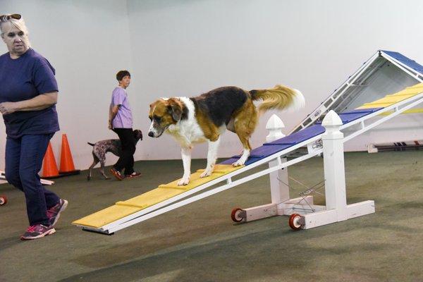 The Teeter Totter is great in Agility! Teaches your dog more control and patience.