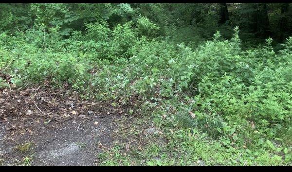 Junk and trash removal from an illegal dumping site.