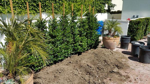 Ligustrum Hedge planting