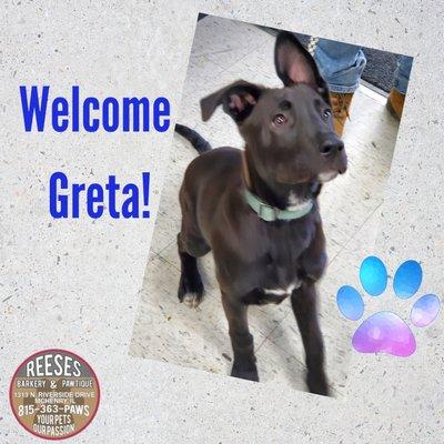 Welcome Greta