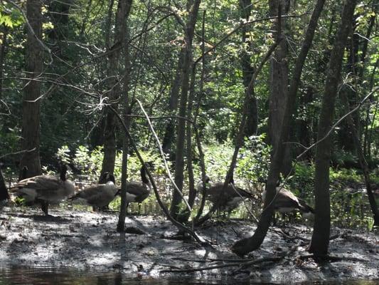 ducks on the riverbanks