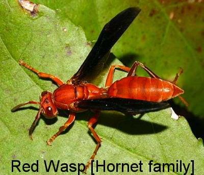 Red Wasp Hornet