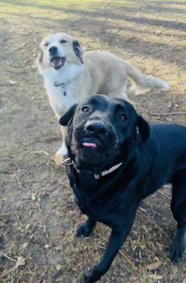 Making friends at River Dogs Resort & having fun!