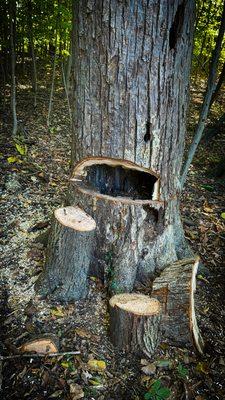 Hollow tree? No problem for our Medina tree service!