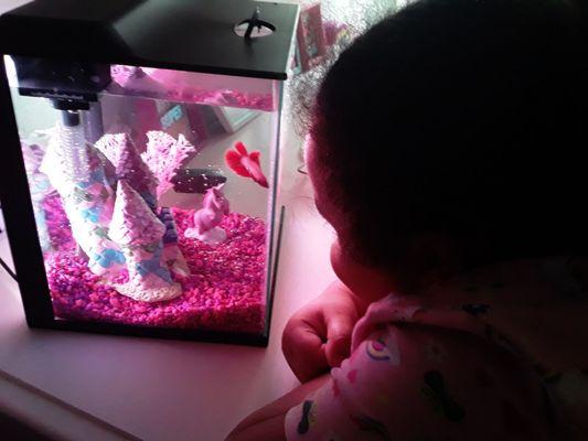 My daughters new fish and fish tank!