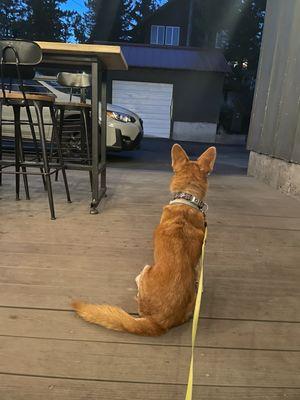 My dog enjoyed dusk on the patio!