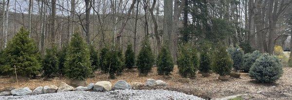 Green giant arborvitae to create privacy