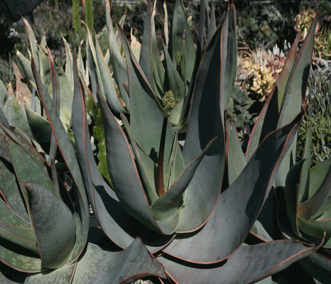 Aloe-striata