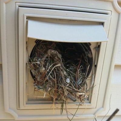 Bird Nest Removal