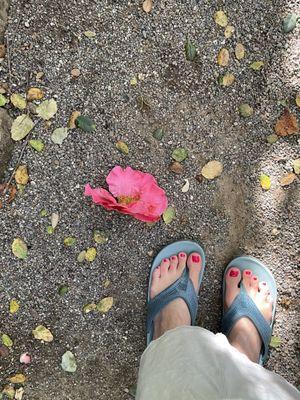 Enjoying my beautiful feet and toes today at The Filoli House compliments of Imie. So beautiful and painted the exact shade of the camillas.