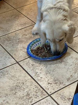 Dog eating steak sandwich