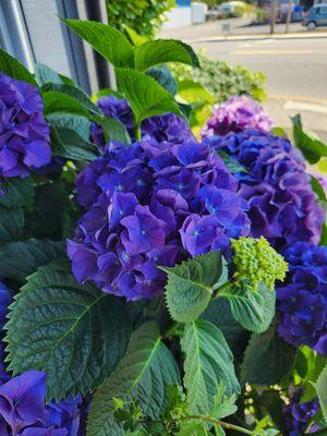 Deep purple hydrangeas