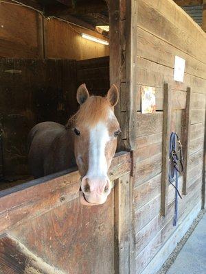 Milo aka Snapshot the pony!