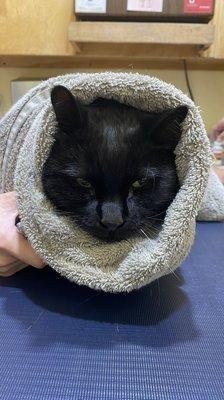 Salem is not exactly thrilled to be in a towel burrito but it was necessary