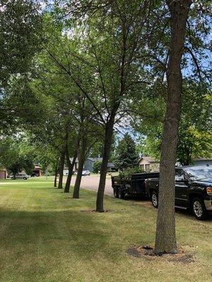 Tree pruning keeps your trees looking great and healthy