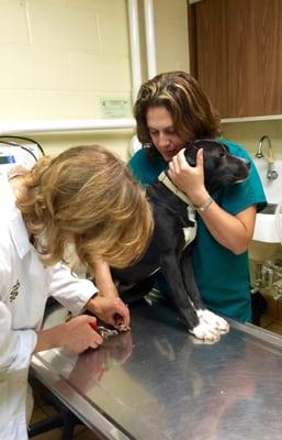 Dr. Santangelo  and Paola giving VENUS a toe nail trim