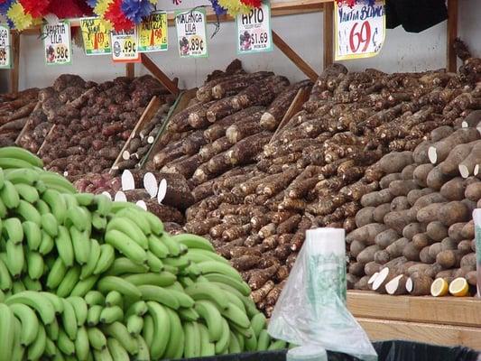 Biggest Roots Section in Town