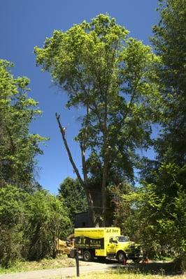 J & F Tree Service, Inc taking down a hazard Pin Oak