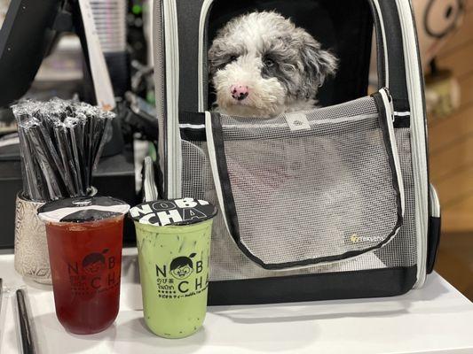 My cute fur baby, Bunny, and our drinks