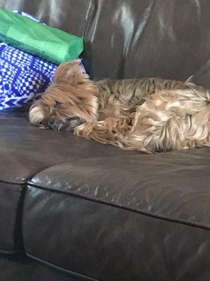 Lazy couch bum! Before going to shedding clean!