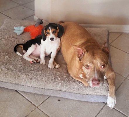 Riley the beagle pup hanging with her new big brother:)