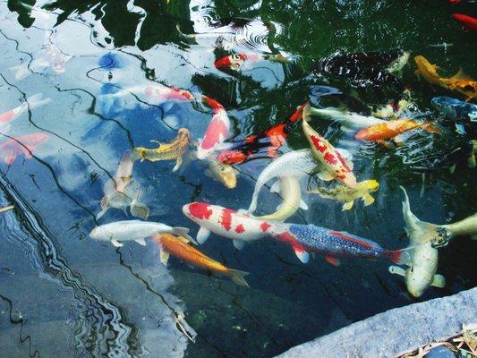 Japanese Koi Provider To Miami and South Florida