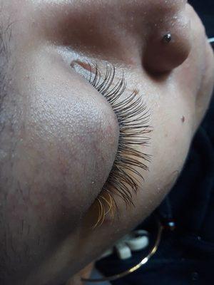 Dark Brown Classic Lashes with Golden Blonde "streak"