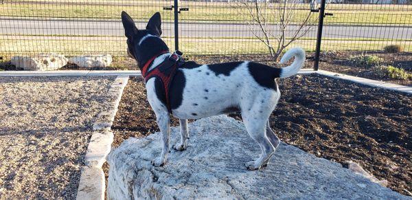 My rock climbing furbaby