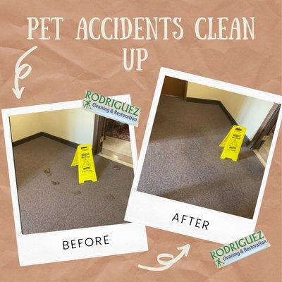 Pet accidents clean up