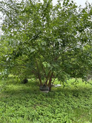 Another weed tree that's out of control. These are taking over the grounds