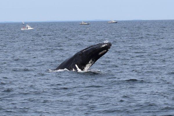 Beautiful whale!