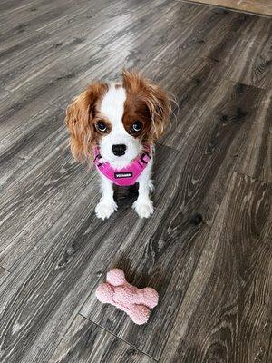 Gianna wants to play fetch! Her favorite game!