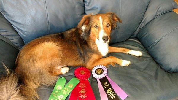 Molly and her weekend Obedience and Rally ribbons